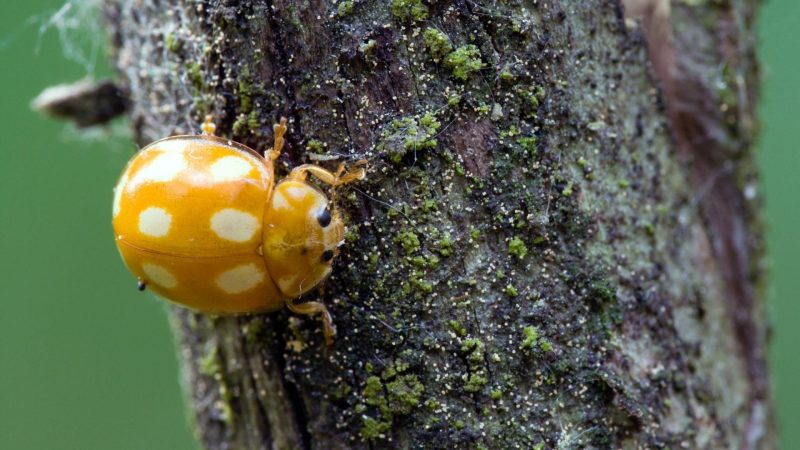 What Color of Ladybugs Are Poisonous