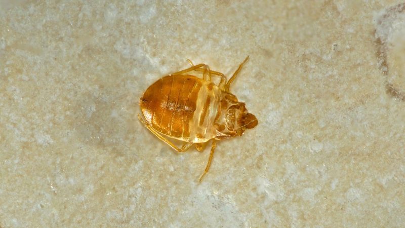 What Do Bed Bug Shells and Casings Look Like