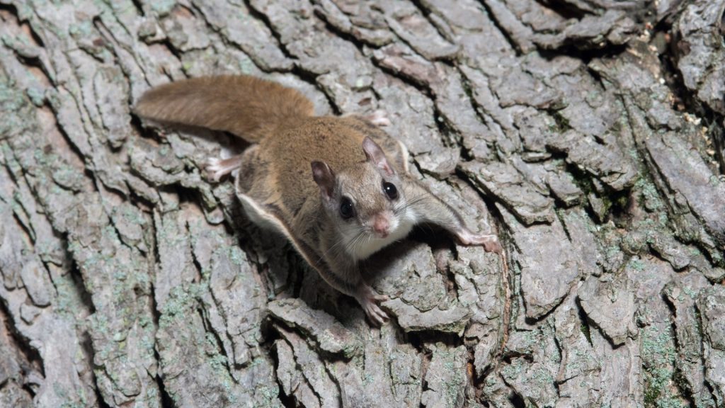 What Do Flying Squirrels Do at Night