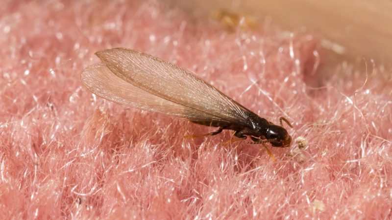 What Do Flying Termites Look Like