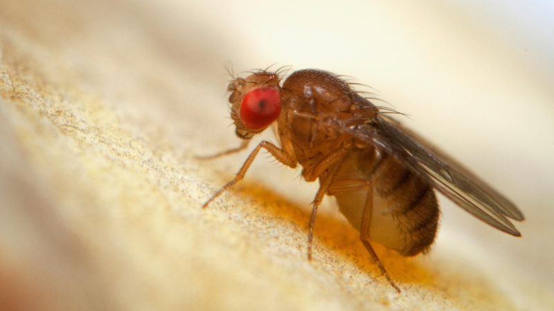 What Do Fruit Flies Look Like