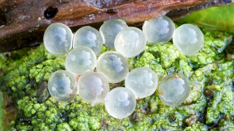 What Do Garden Slug Eggs Look Like