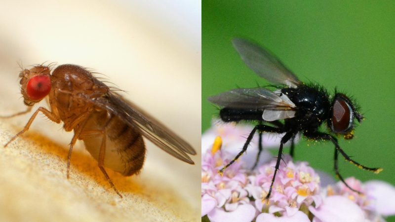 fruit-flies-vs-gnats-pictures-and-proven-techniques-to-get-rid-of