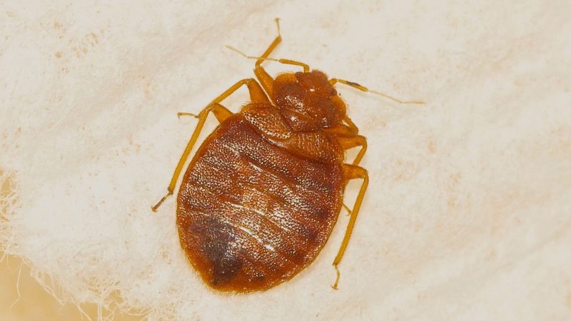 What Do Live Bed Bugs Look Like