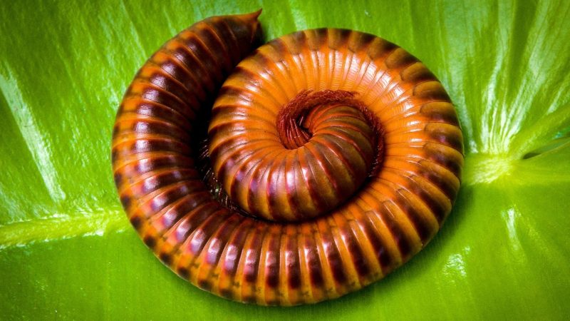 What Do Millipedes Look Like
