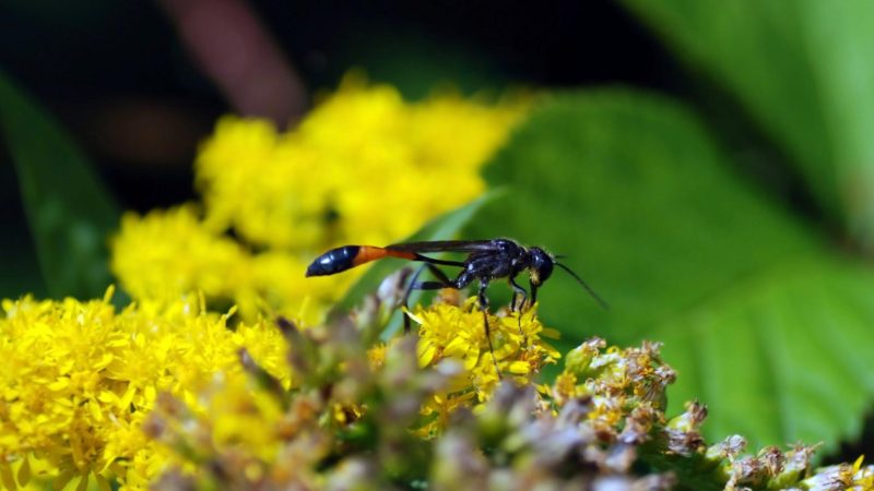 What Do Mud Daubers Eat