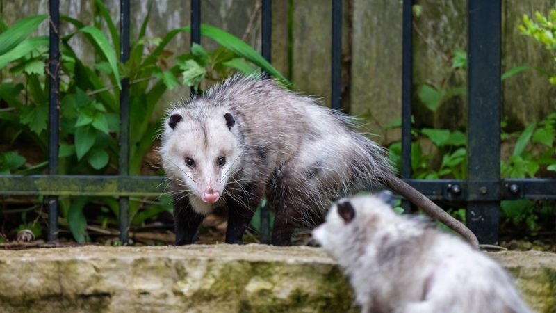 What Do Opossums Look Like