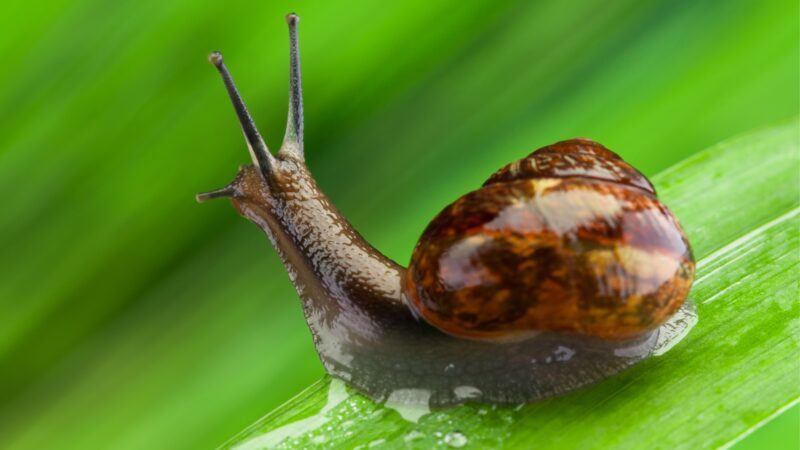 What Do Snails Eat In the Wild?