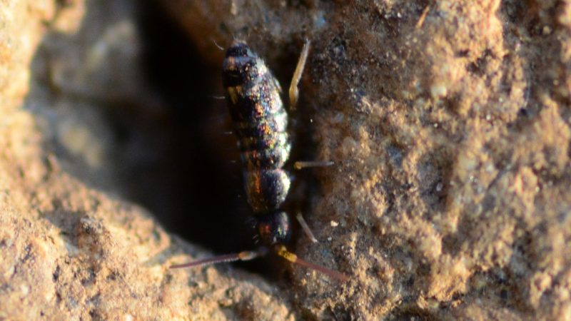 What Do Springtails Eat