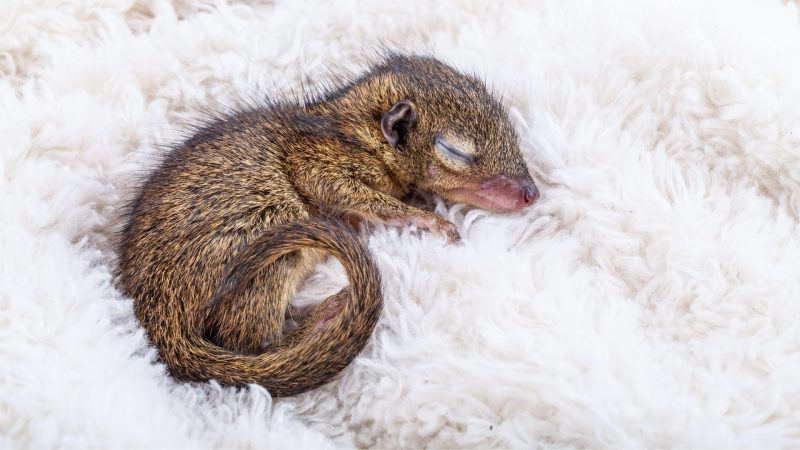 What Do You Call a Baby Squirrel