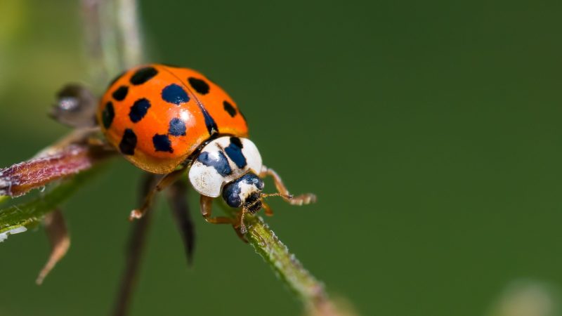 What Do You Need to Know About Asian Lady Beetles