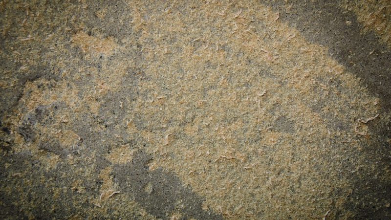 Ant poop on concrete floor