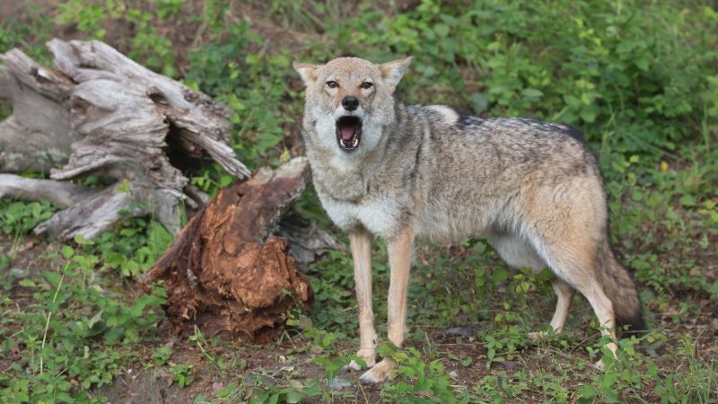 What Does It Mean When You Hear Coyotes Howling