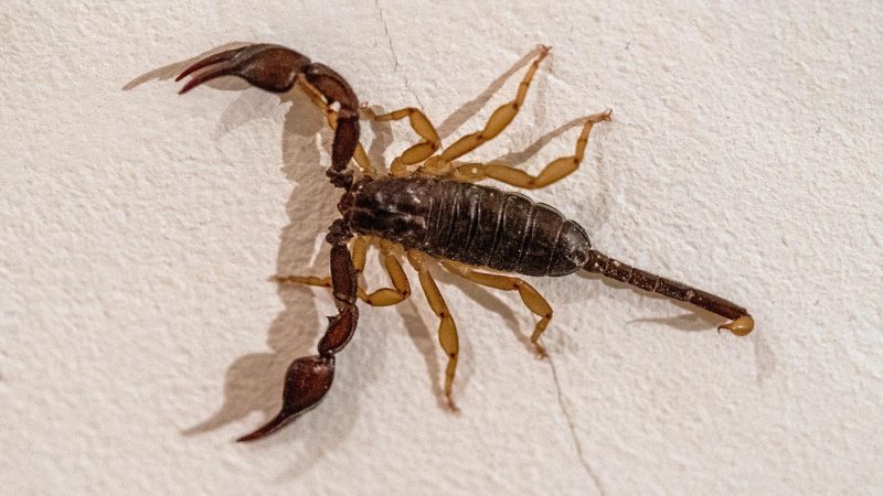What Does It Mean if You Find a Baby Scorpion in Your House