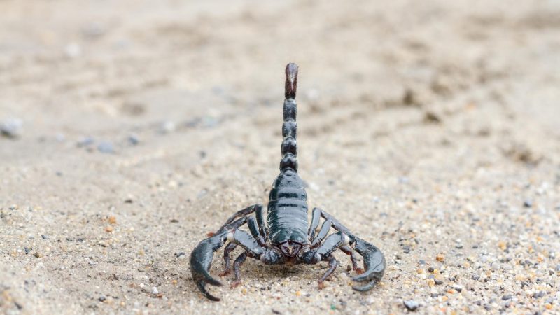 What Does a Baby Scorpion Look Like