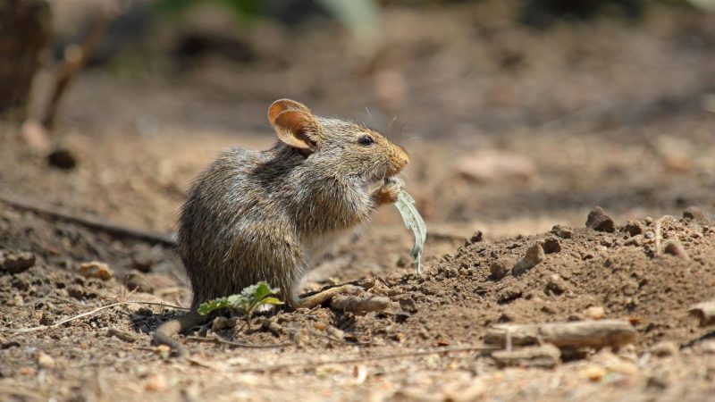 What Does a Field Mouse Eat