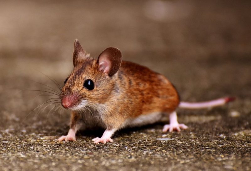 What Does a Field Mouse Look Like Identification, Habitat and Control