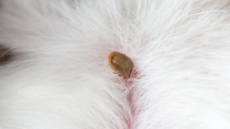 What Does a Tick Look Like on a Dog