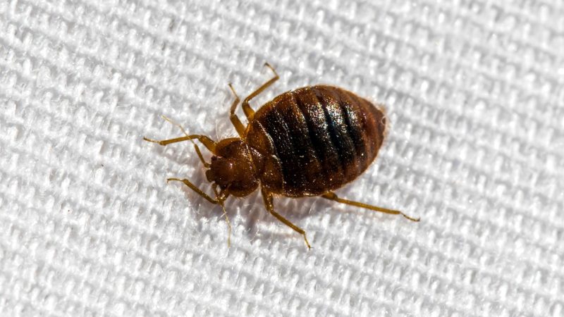 Baby Cockroach Vs Bed Bug   What Is A Bed Bug E1637893938106 