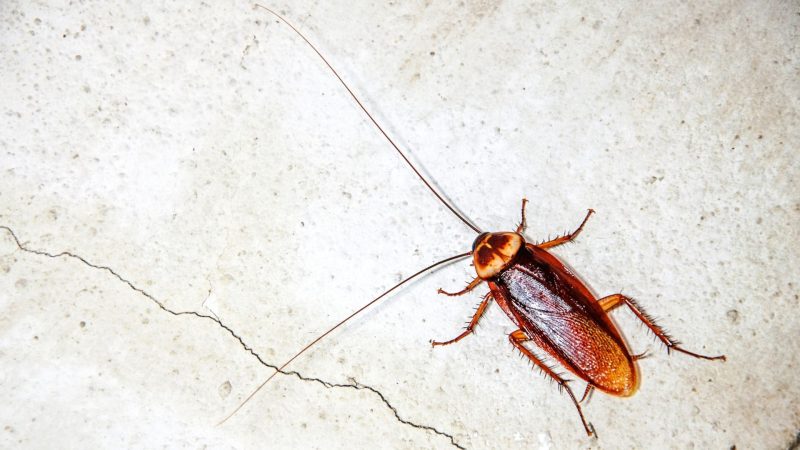 Bed Bugs Vs Roaches Similarities And Differences Explored Pest Samurai