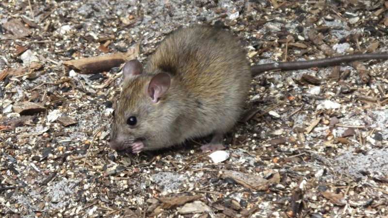 What Is a Field Mouse