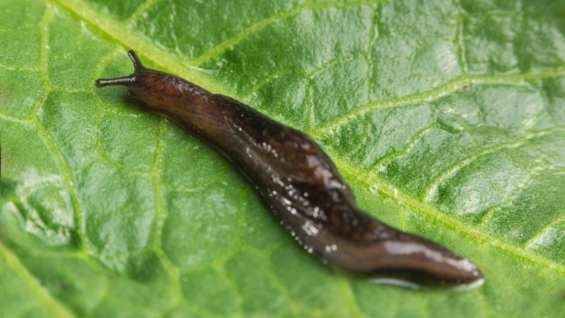 What Is a Garden Slug
