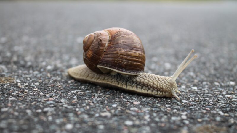 What Is a Snail's Favorite Food?