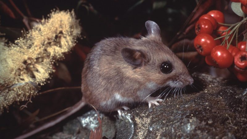 What Is the Best Way to Get Rid of Deer Mice