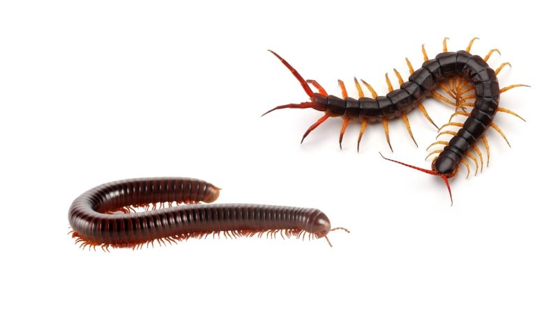 What Is the Difference Between Centipede and Millipede