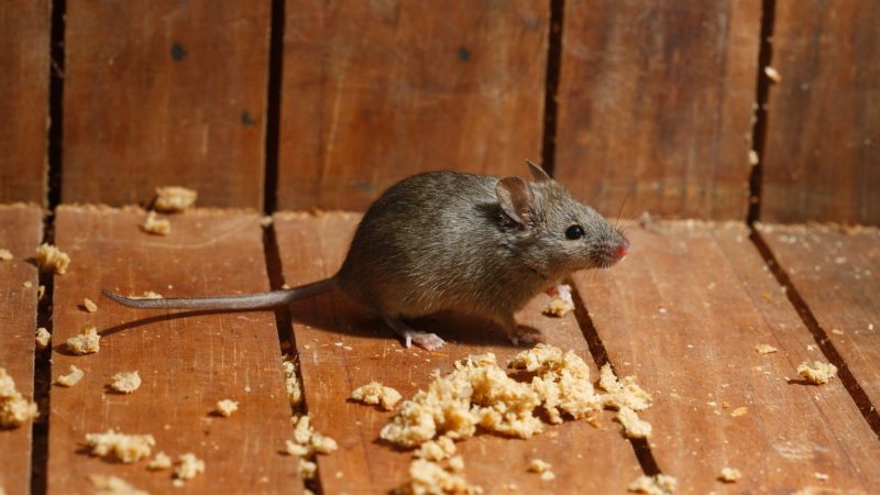 What Is the Difference Between a Field Mouse and a House Mouse