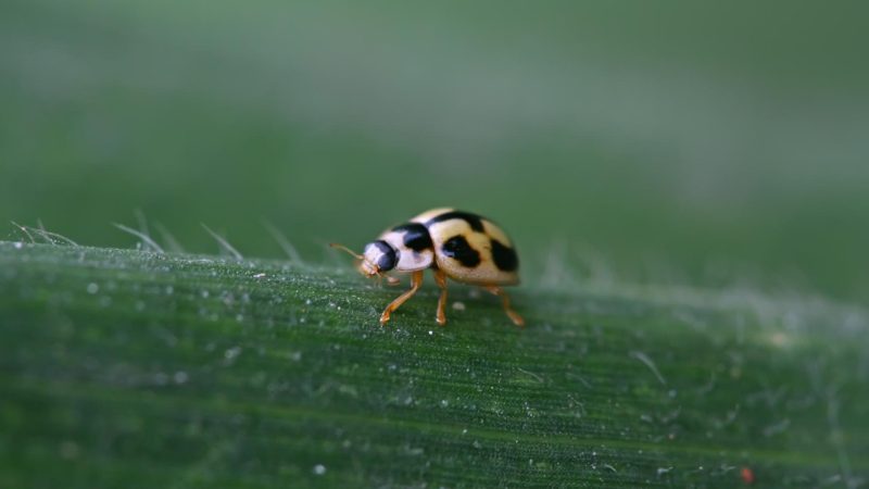 What Is the Rarest Color of Ladybug