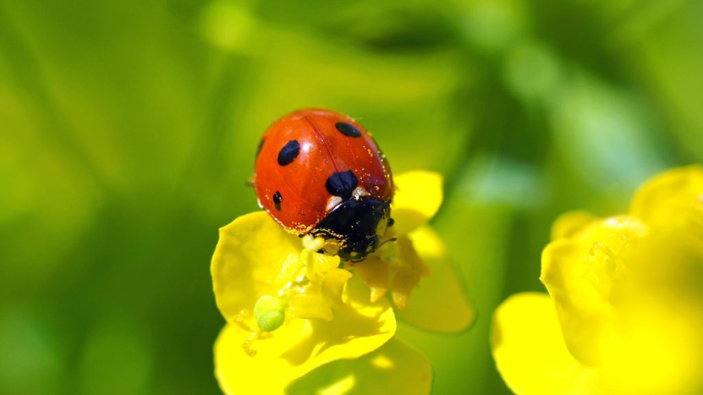 What Month Do Ladybugs Come Out