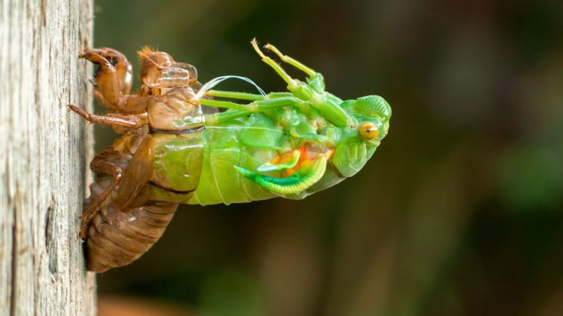 What Other Insects Molt Their Casings