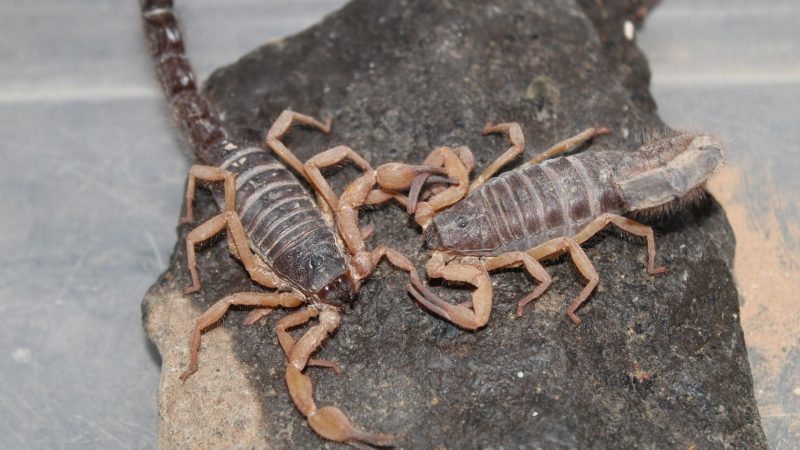 What Season Do Scorpions Mate