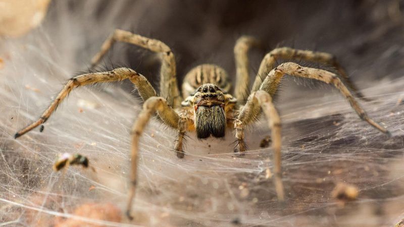 What Time of the Year Are Spiders Most Active