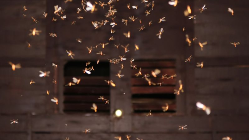 What to Do if You See Flying Termites