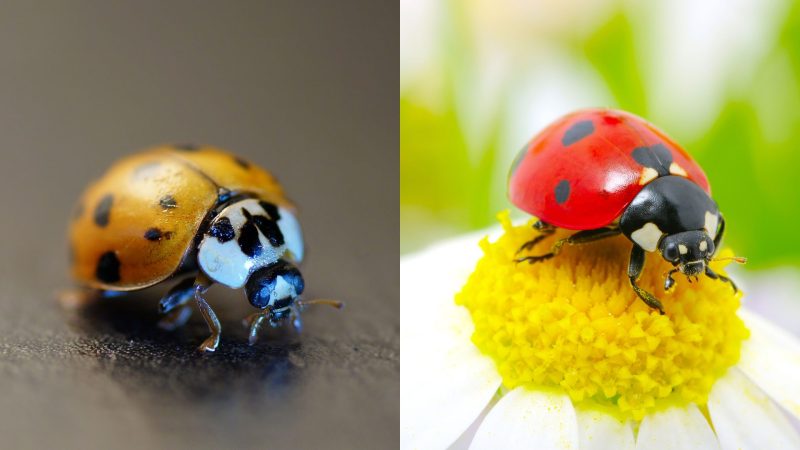 What’s the Difference Between Ladybugs and Asian Beetles