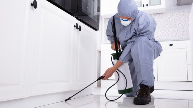 When to Call a Pest Control Expert?