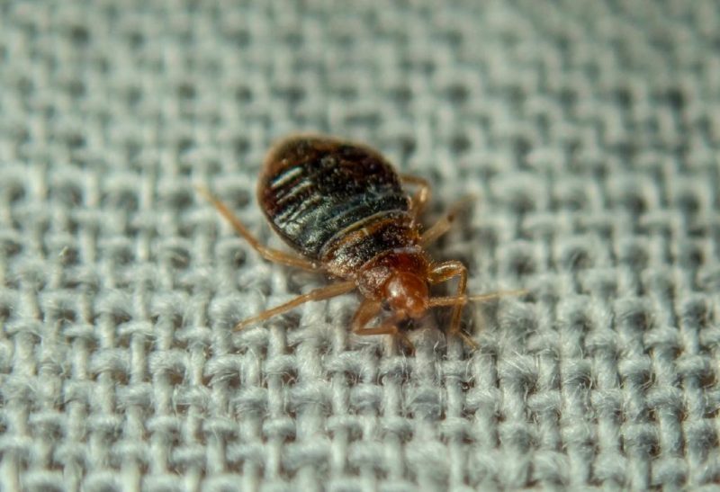 Where Do Bed Bugs Come From