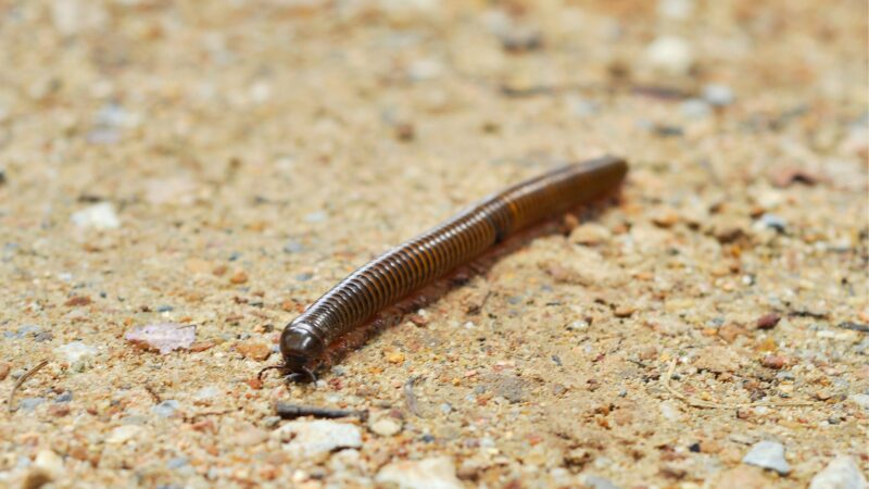 Where Do Millipedes Live Outdoors