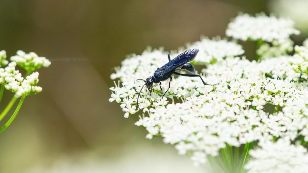 Where Do Mud Daubers Live