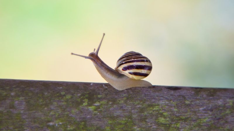 White-Lipped Snail (Cepaea Hortensis)