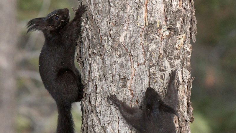 Why Are Squirrels Chasing Each Other