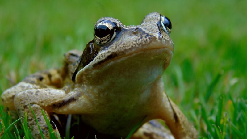 Why Are There Frogs in My Yard?