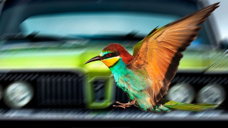 How to Keep Birds Away From Your Car? | Control and Prevention