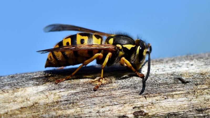 Why Do Wasps Sting