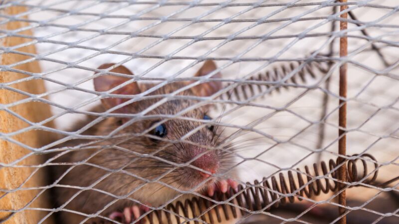 Will a Rat Trap Kill a Squirrel?