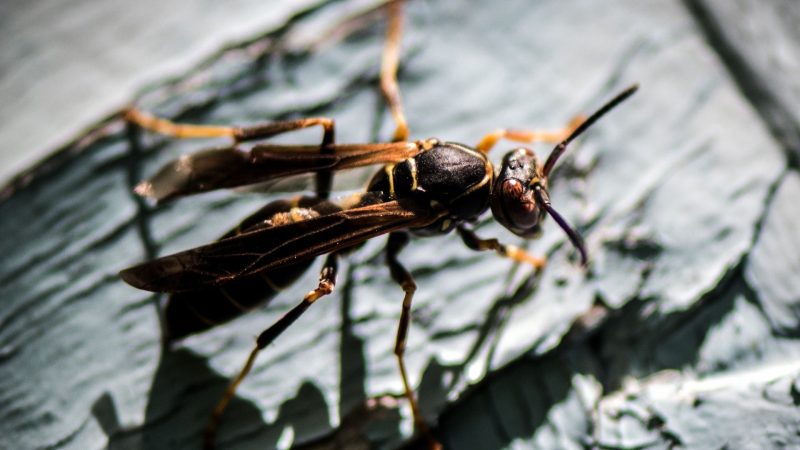 Wood Wasps