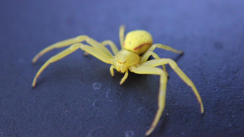 Yellow Sac Spider