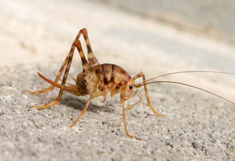 Are Camel Crickets Dangerous Information and Facts